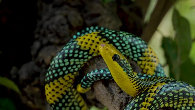 Rainbow tree snake, Royal tree snake, gonyosoma margaritatum native to borneo indonesia close up shot with natural bokeh background 