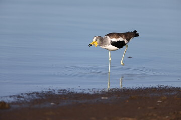 The white-crowned lapwing, white-headed lapwing, white-headed plover or white-crowned plover...