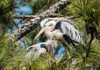 Great Blue Herons Mating