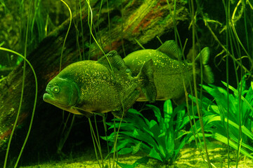 The red-bellied piranha, also known as the red piranha (Pygocentrus nattereri), is a type of...