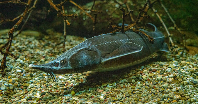 Sterlet (Acipenser ruthenus), Baden-Wuerttemberg, Germany, Europe
