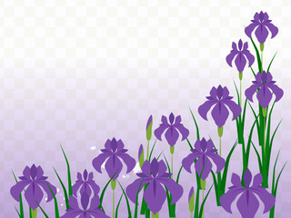咲誇る紫色の菖蒲の花の仏事用フレーム