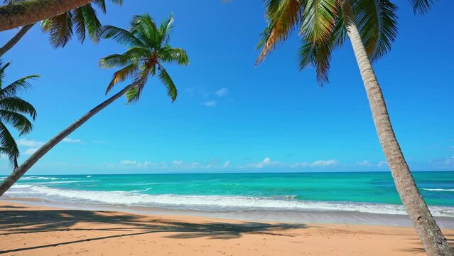 Beautiful tropical beach on the Mexican coast with coconut trees and blue sky in the background. Sunny day on a picturesque Caribbean beach. Paradise Palm Island.