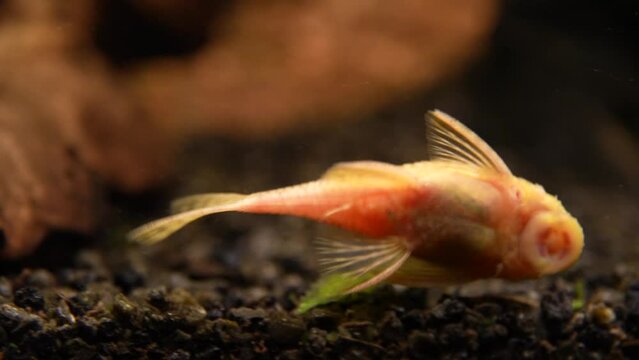 Wei&szlig;er Antennenwels an der Aquarienscheibe
