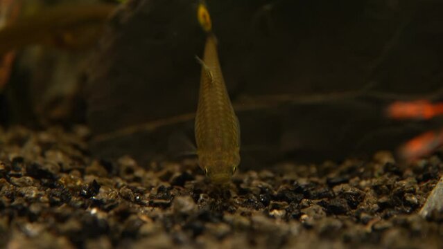 Guppy sucht Nahrung