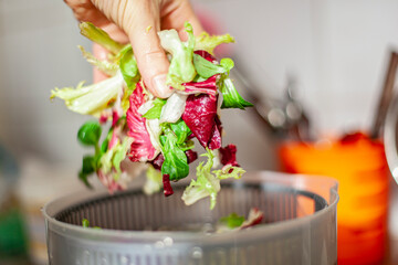 Woman washing salad leaves in centrifuge spinner.  Healthy lunch preparation in kitchen at home....