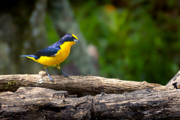 thick billed euphonia