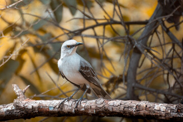 tropical mockingbird