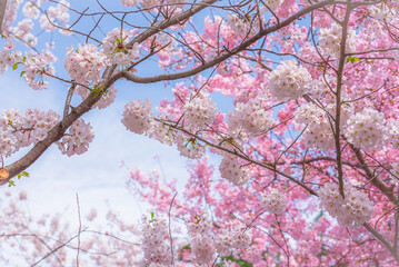Peak bloom, Cherry Blossom Festival in Washington DC.
