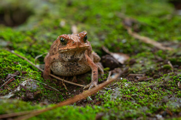 Asian common toad Duttaphrynus melanostictus on green mossy surface, with natural bokeh background