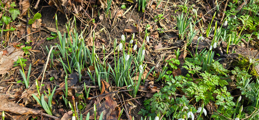 Closeup of fresh Common Snowdrops (Galanthus nivalis) blooming in the spring. Wild flowers field. Early spring concept.
