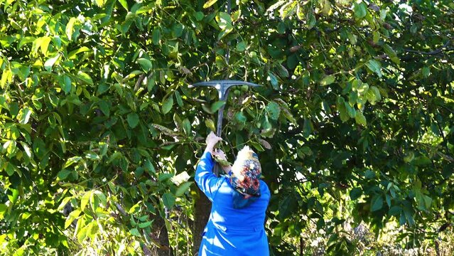 The old woman with a robbell knocks walnuts from a tree.