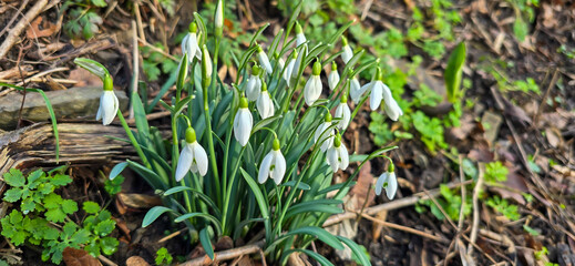 Closeup of fresh Common Snowdrops (Galanthus nivalis) blooming in the spring. Wild flowers field. Early spring concept.