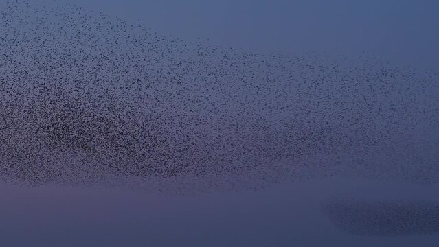 Starling birds flying in a large group in the sky during sunset at the end of a winter day.Starlings  (Sturnidae) murmuration in the sky that move in shape-shifting clouds before the night.