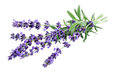 Botanical Bliss: Exploring Lavender Lavandula Generative AI