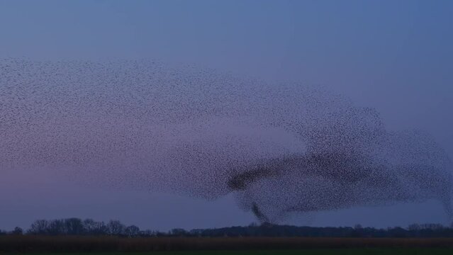 Starling birds flying in a large group in the sky during sunset at the end of a winter day.Starlings  (Sturnidae) murmuration in the sky that move in shape-shifting clouds before the night.