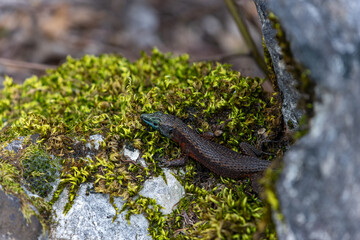 lizard on moss