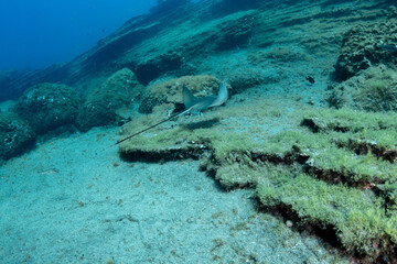 Common stingray (Dasyatis pastinaca) Tenerife, Canary Islands.