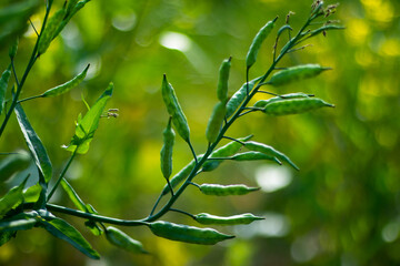 Mustard is a broadleaf, cruciferous, cool-seasoned annual oilseed crop