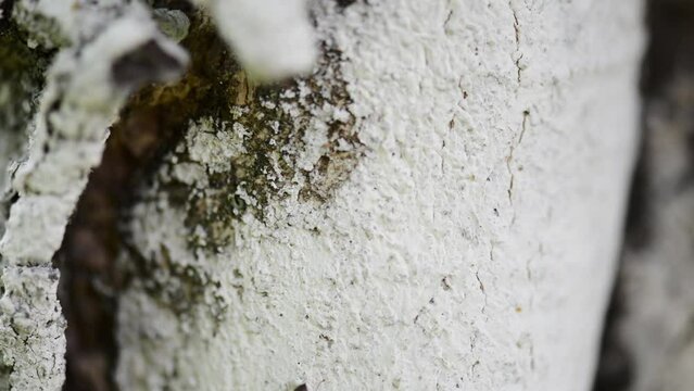 Garden ants crawling on a tree trunk painted by.