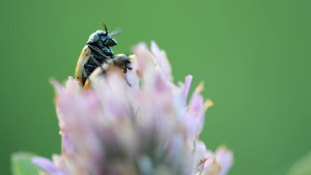 Labidostomis longimana is a species of short-horned leaf beetles belonging to the family Chrysomelidae, subfamily Clytrinae. Mating beetles on a flower clover.