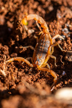 A golden scorpion poised on red earth, showcasing its segmented body and curved stinger in its natural desert environment