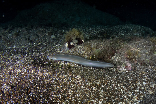 Close-up of European conger eel (Conger conger) underwater, Tenerife