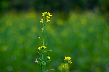 Mustard is an annual, cool-season specialty cash crop short growing season