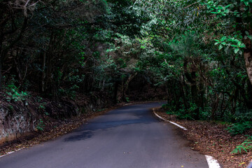 Scenic Road Through Anaga Forest, Tenerife