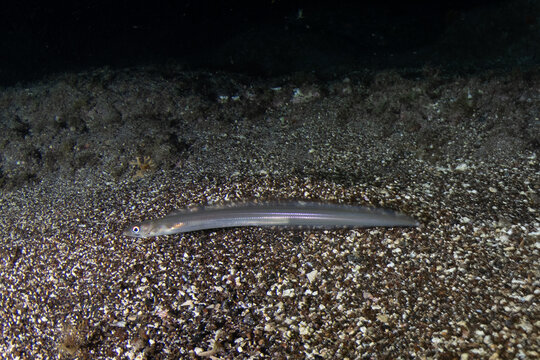 Close-up of European conger eel (Conger conger) underwater, Tenerife