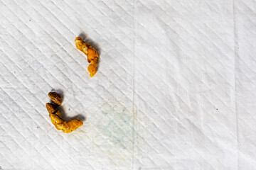 small poop on a pet diaper. Diaper and toilet training for a puppy