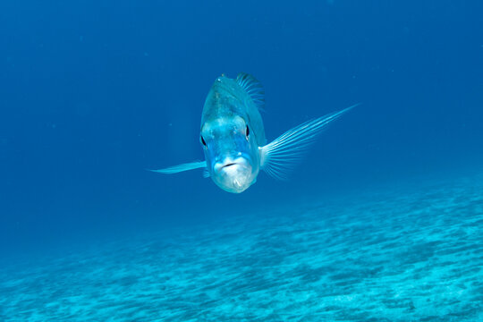 Close-up of Red porgy (Pagrus pagrus) underwater, Tenerife