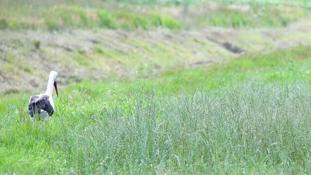 White Stork is looking at tall grass their prey.