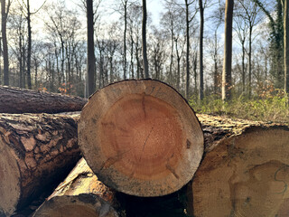 Large felled logs against a blurred forest background