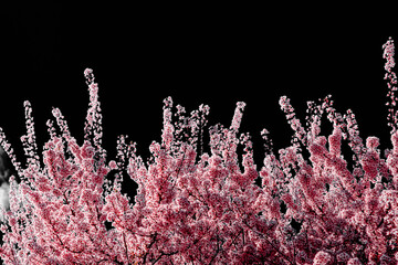 Spring pink flowers on tree branches on dark background