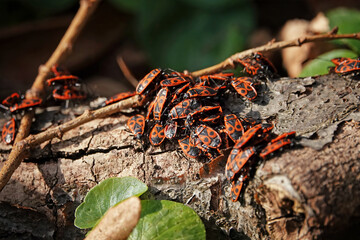 Group of red and black firebugs crawling over a tree branch