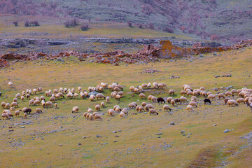 Single tree and animals scattered across the field