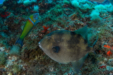 Fototapeta premium Oceanic triggerfish in its natural habitat, Tenerife, Canary Islands