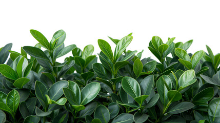 Fototapeta premium Bush on transparent background