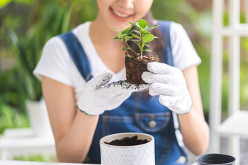 Spring hobby, asian young woman, girl hand transplanting in ceramic flower pot, houseplant with dirt or soil on table at home, gardening tree plant in garden farm, green tropical, beauty and nature.
