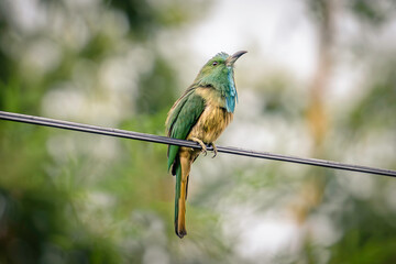 Blue-Bearded Bee-Eater (Nyctyornis Athertoni)