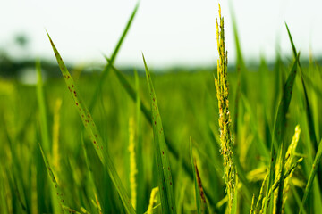 Closeup green paddy rice in the field, paddy field is for food production
