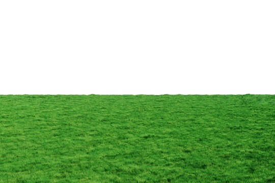 Green field stretching into the horizon on a white background, green lawn. 3D rendering, copy space.