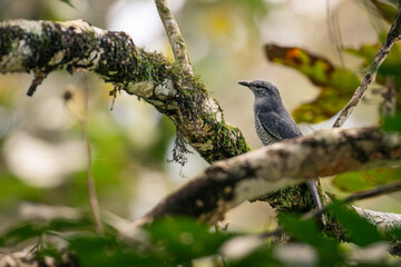 An Indochinese Cuckooshrike perches quietly on a tree branch, its sleek grey plumage and calm posture blending into the serene forest backdrop.