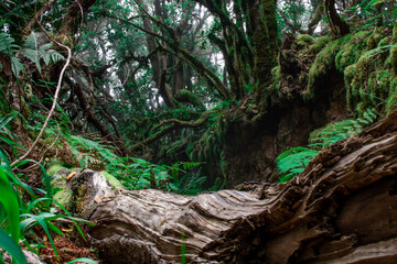 Lush Anaga Forest Scene with Moss-Covered Trees, Tenerife