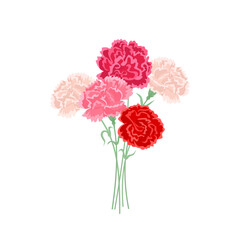 Bouquet of carnations isolated on white background. Vector cartoon illustration of beautiful pink and red flowers.