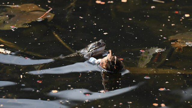 Frosch im Gartenteich