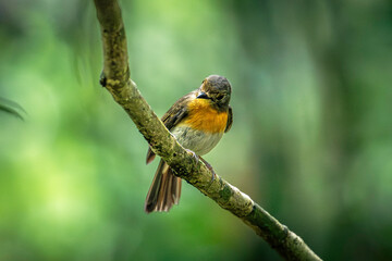 Hill Blue Flycatcher (Cyornis Whitei)