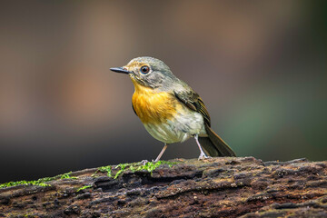 Hill Blue Flycatcher (Cyornis Whitei)