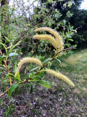 Close up of the blooming branch of weeping Salix triandra, osier, sallow, almond leaved black maul...